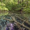 CRYSTAL CLEAR SPRING